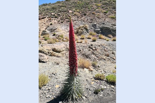 14 maggio Teide